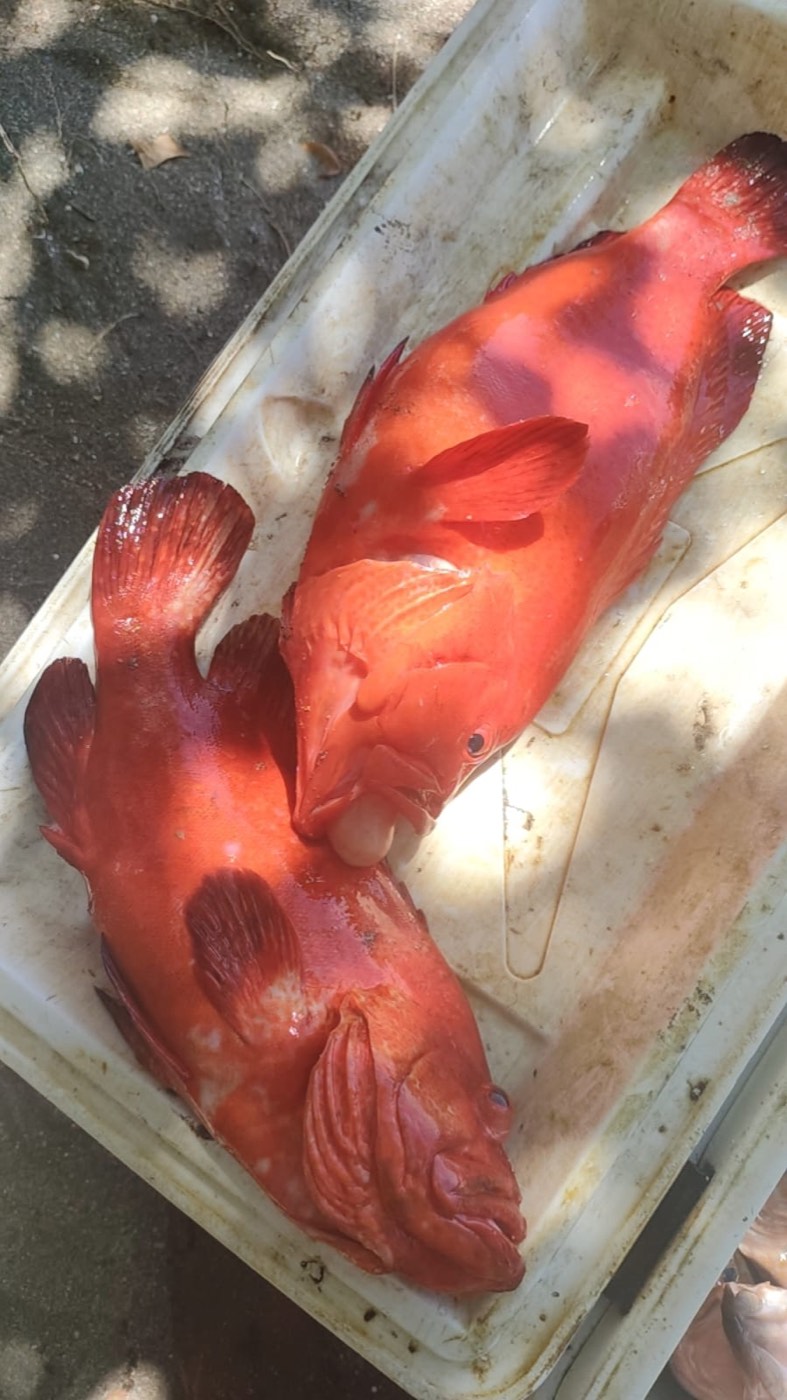 Two red groupers in the box — Boho Kink Konk fishing charter, Kuta Bali